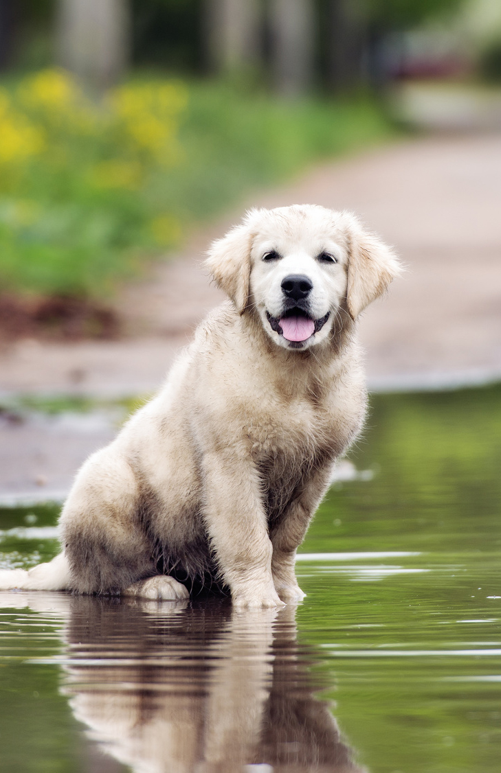 Happy Dirty Golden Retriever Puppy Sitting In A Puddle