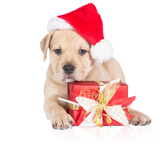 Top Dog | Training and Resort | Test slider page