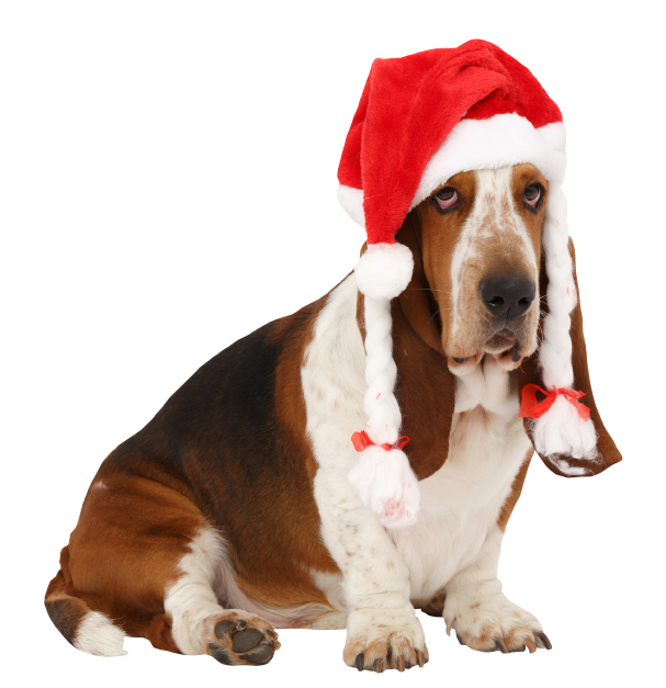 Top Dog | Training and Resort | Test slider page