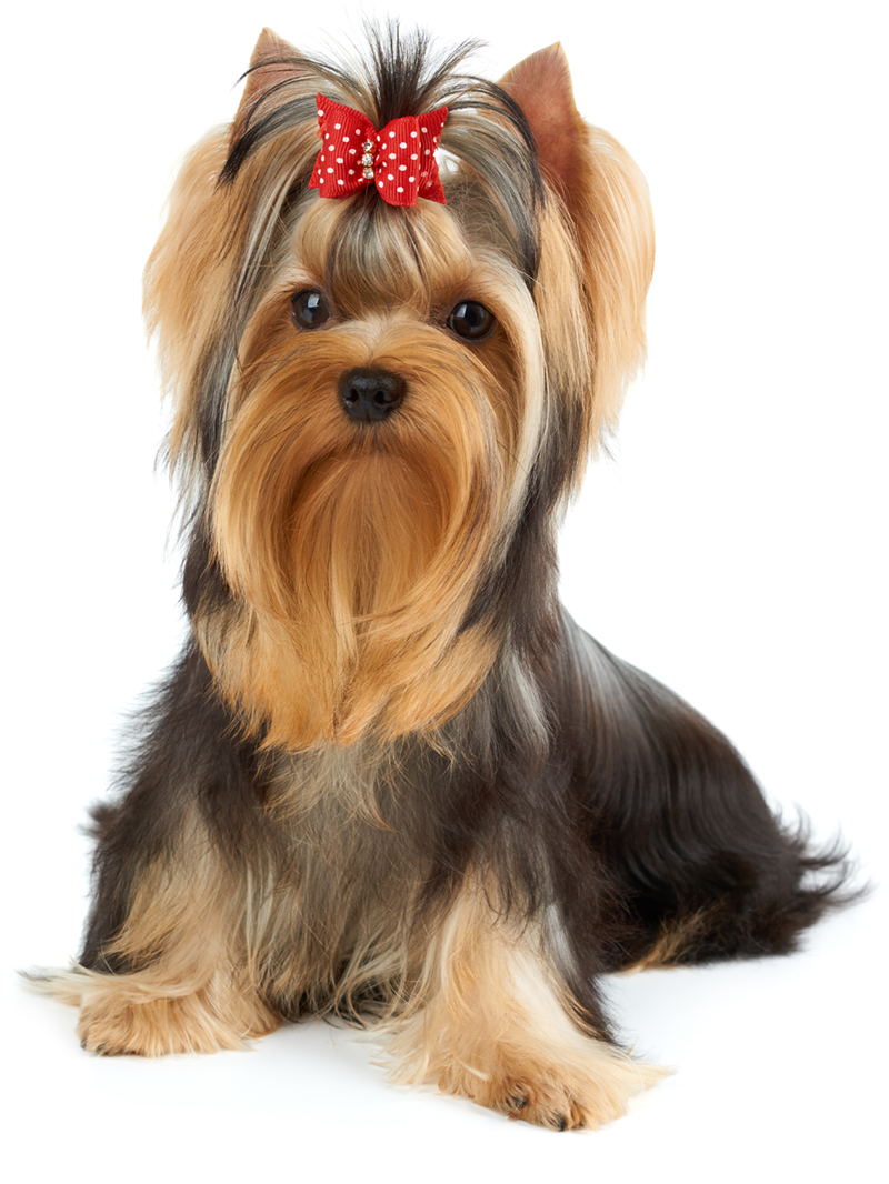 Best Dog Grooming Pleasant Hill in the world The ultimate guide 