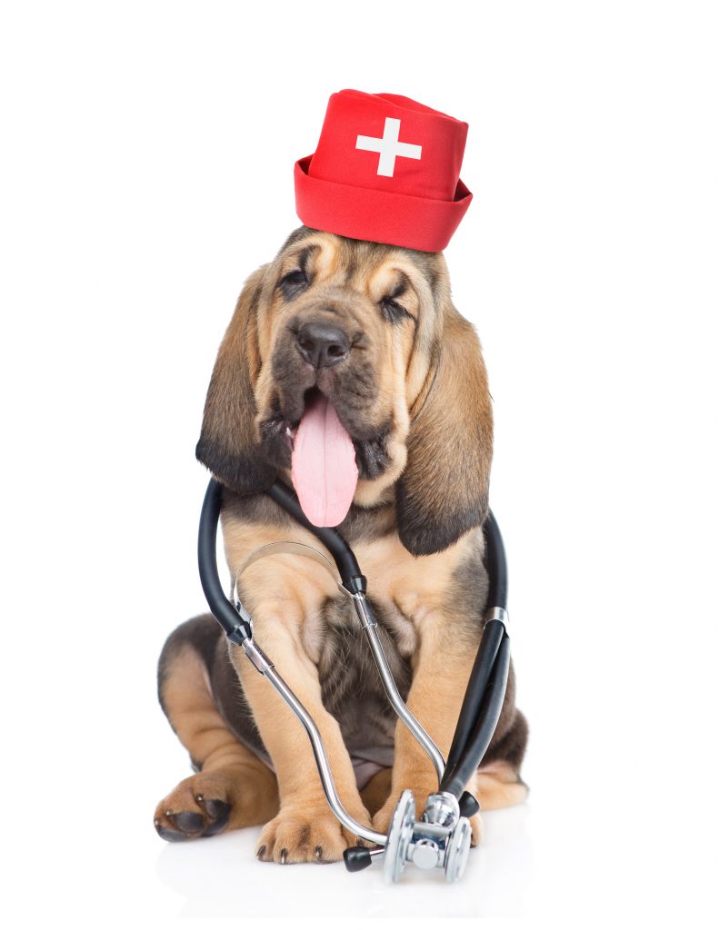 Therapy Dog Training Hillsborough NC Top Dog Training and Resort