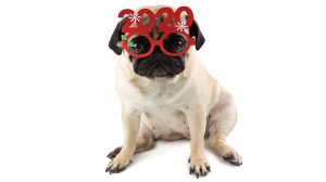 Tips For Managing Your Dog On New Years