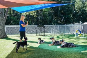 Doggie Day School 300x200 - Dog Daycare School NC