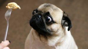 Funny Portrait Of A Surprised And Hungry Pug Girl Teases A Dog With Food Hypnotizes Moving Food In Front Of The Muzzle