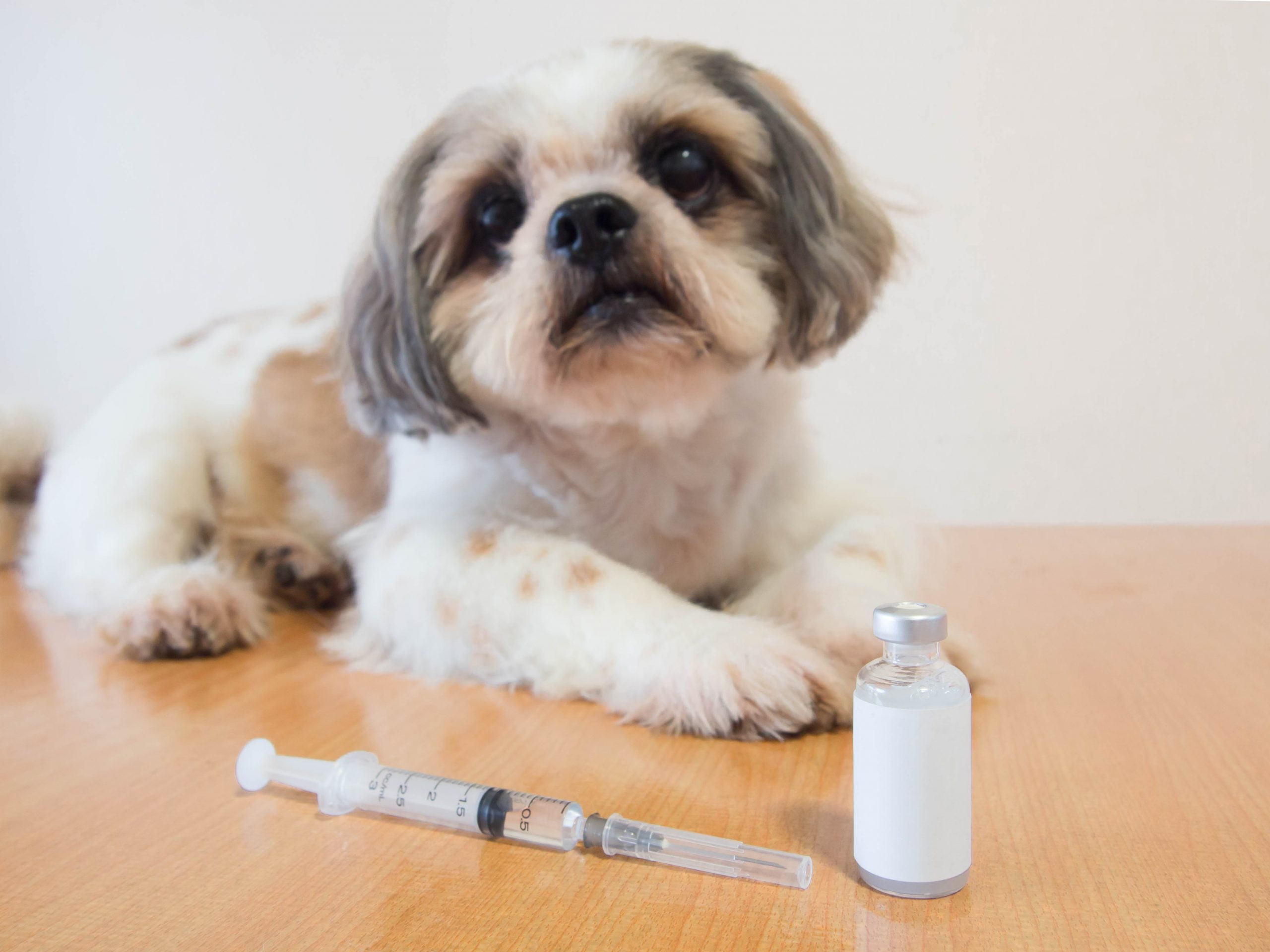 Symptoms of Diabetes in Pets