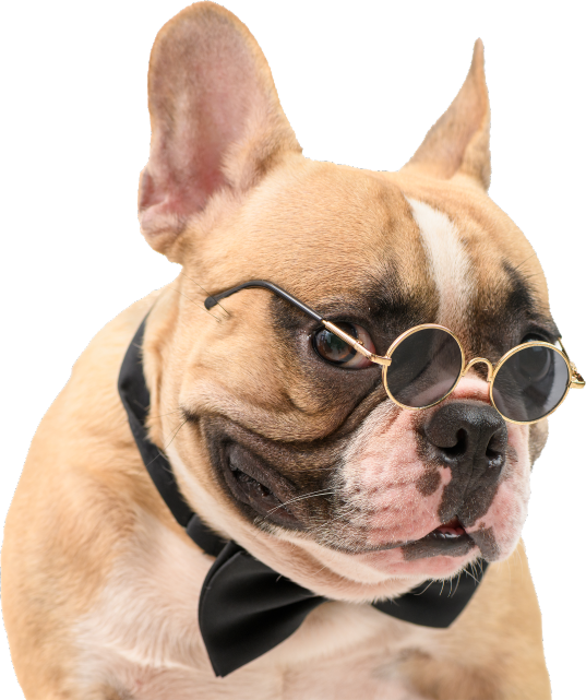 cute brown french bulldog wear sunglasses black bow tie isolated - Boarding