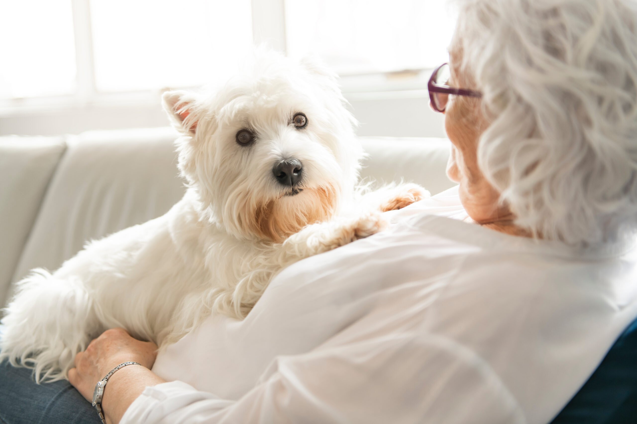 The Therapy Pet On Couch Next To Elderly Person In Retirement Rest Home For Seniors