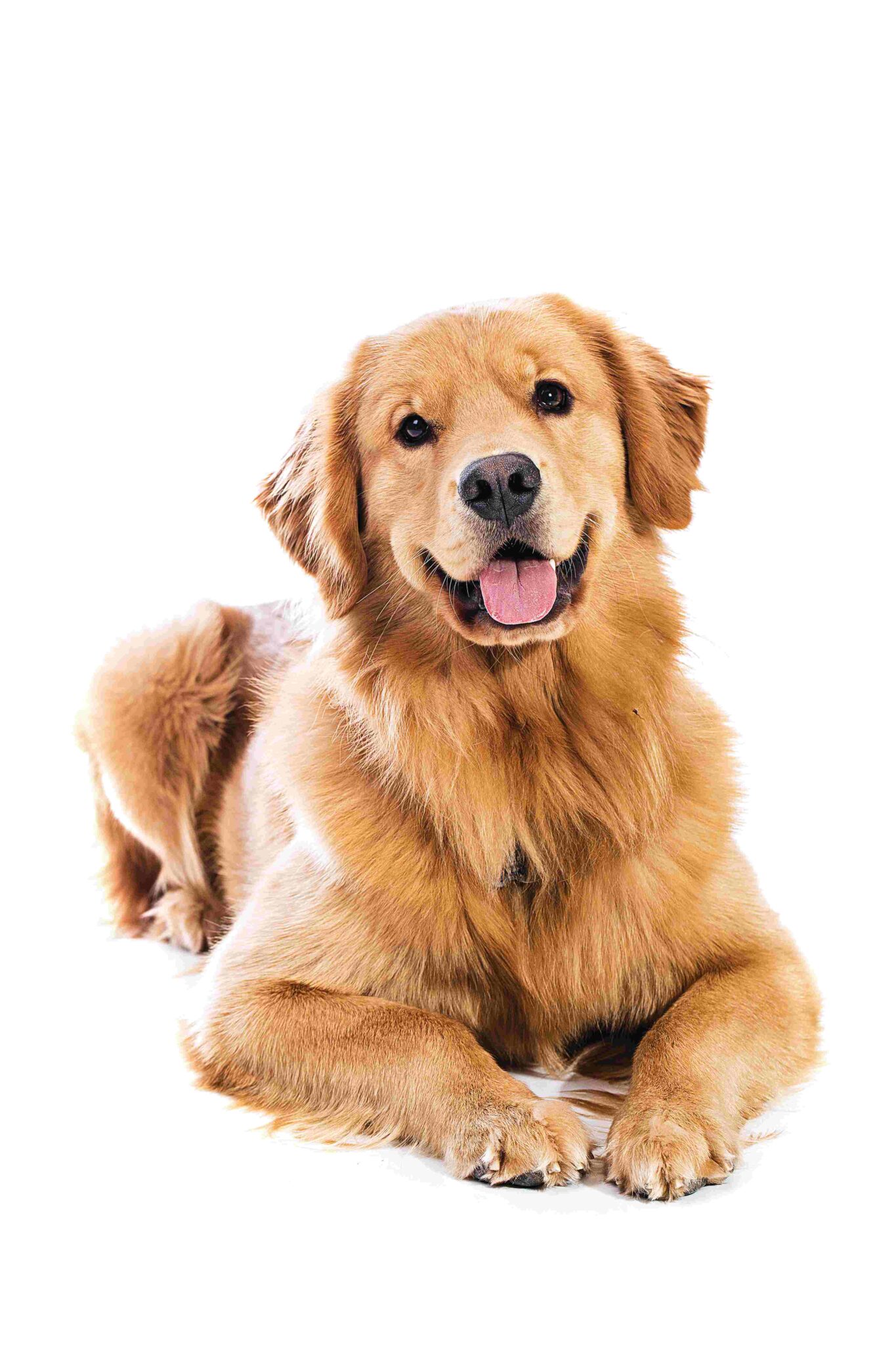 Dog Training Dog Obedience Training in Hillsborough,NC