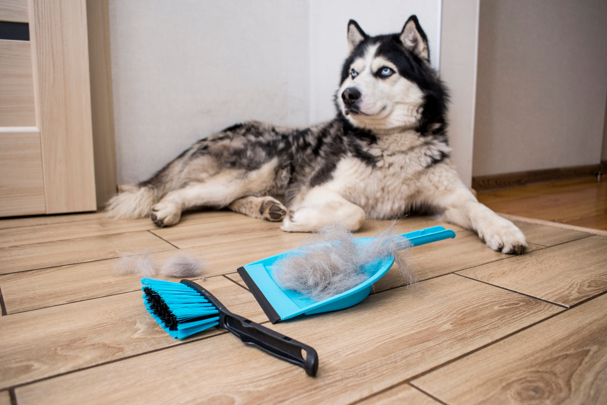 The Hair After Molting The Dog Is Collected In A