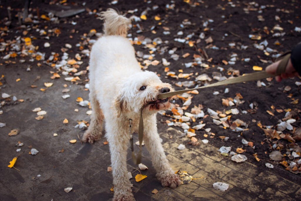 Leash reactivity in dogs is a common problem that many dog owners face. It occurs when a dog becomes overly excited, anxious, or aggressive while on a leash when they encounter certain triggers like other dogs, people, or even specific objects. This behavior can be stressful for both the dog and the owner, but don’t worry – with the right approach, you can manage and improve leash reactivity.