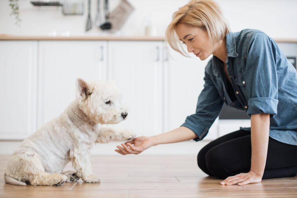 Training your new dog is one of the most rewarding experiences you can have as a pet owner. It strengthens the bond between you and your furry friend, while also making daily life much easier. Whether you're raising a playful puppy or adopting an adult dog, mastering basic dog commands is key to creating a well-behaved and happy pet.