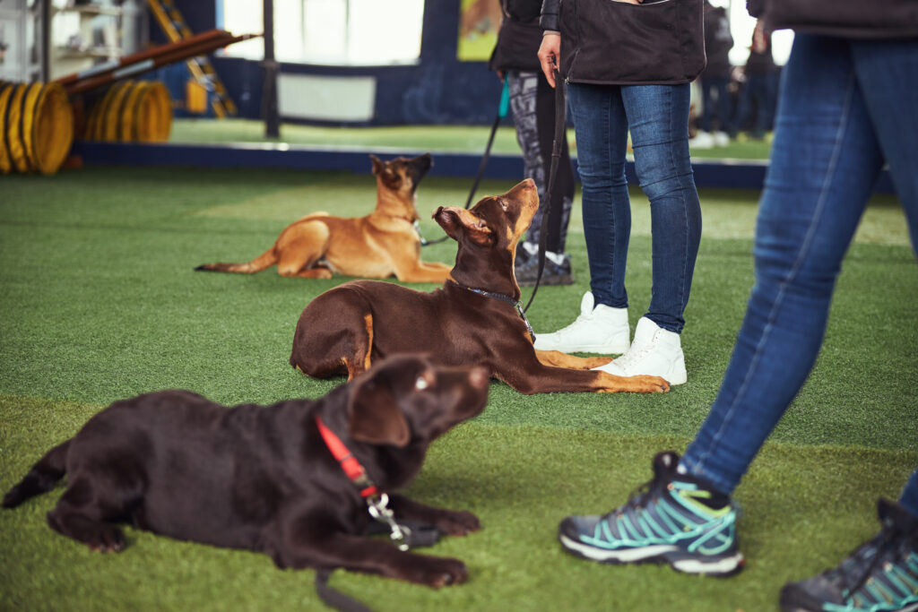 Training your new dog is one of the most rewarding experiences you can have as a pet owner. It strengthens the bond between you and your furry friend, while also making daily life much easier. Whether you're raising a playful puppy or adopting an adult dog, mastering basic dog commands is key to creating a well-behaved and happy pet.