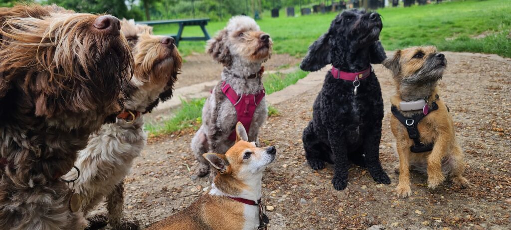 Training your dog is one of the most rewarding investments you can make in your pet’s life—and yours.