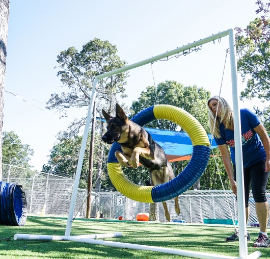 jcb-084 Top Dog | Training and Resort|Doggy Day School