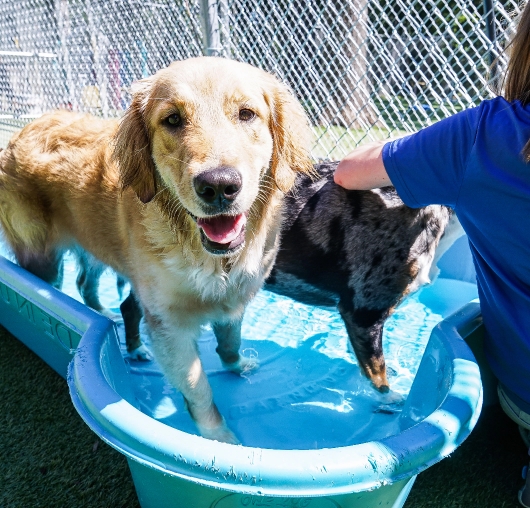 jcb-138 Top Dog | Training and Resort|Doggy Day School