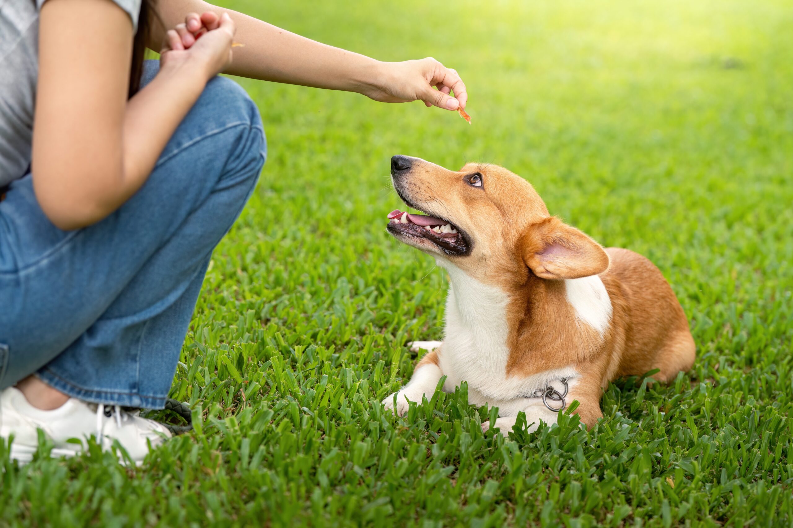 Top Dog | Training and Resort | Training Tips for Rescue Dogs: Building Trust and Obedience