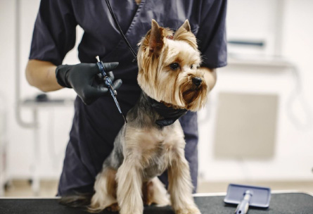 Dog grooming Durham pet owners rely on is more than just keeping pets clean.