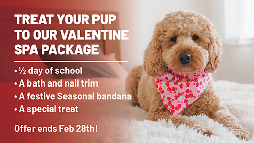 Top Dog | Training and Resort | A Canine Boom: States with the Most Committed Dog Owners