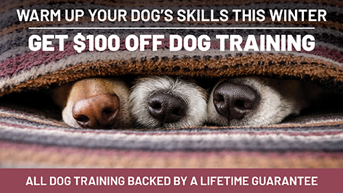 Top Dog | Training and Resort | A Canine Boom: States with the Most Committed Dog Owners