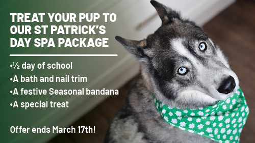 Top Dog | Training and Resort | Join us and the Hillsborough K-9 officers