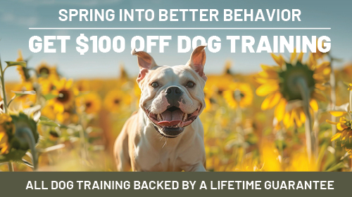 Top Dog | Training and Resort | Join us and the Hillsborough K-9 officers