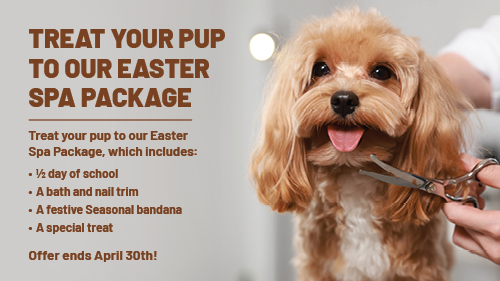 Top Dog | Training and Resort | The Difference Between Aggressive and Overstimulated Dog Behavior Top Dog | Training and Resort | The Difference Between Aggressive and Overstimulated Dog Behavior