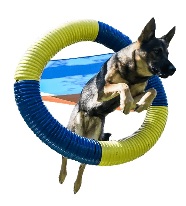 bluedog1 German Dog Boarding & Grooming Facility