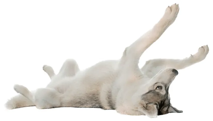 dognews (1) Siberian Husky in top dog training and resort