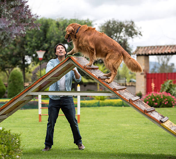 Top Dog | Training and Resort | How Chapel Hill Training Program Works for Reactive Dogs