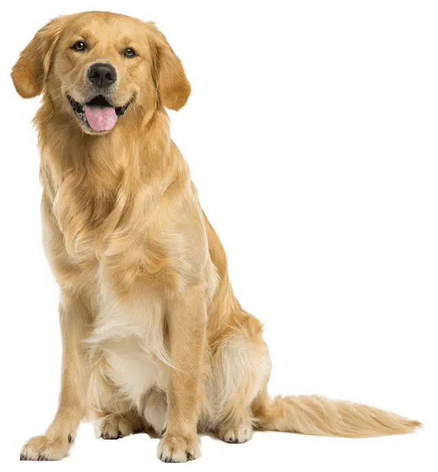 maindog-min-1 BOARDING SCHOOL PROGRAM