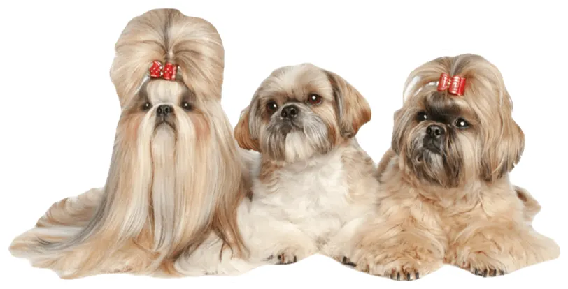 reddog22 Three Shih Tzu dogs