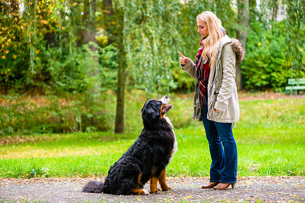 Dog training NC is one of the most important steps every dog owner should focus on if they want a well-behaved, balanced, and happy pet. Training is not just about obedience—it is about communication, trust, and understanding between a dog and its owner.A trained dog is easier to manage in daily life, more confident in different environments, and less likely to develop behavioral problems.