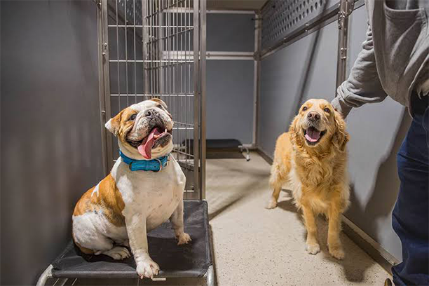 Dog boarding near me is an important search for pet owners who need a safe and comfortable place for their dogs while traveling, working, or managing a busy schedule. Choosing the right facility is not only about finding a place to stay but also ensuring your pet receives proper care, attention, and a stress-free experience.