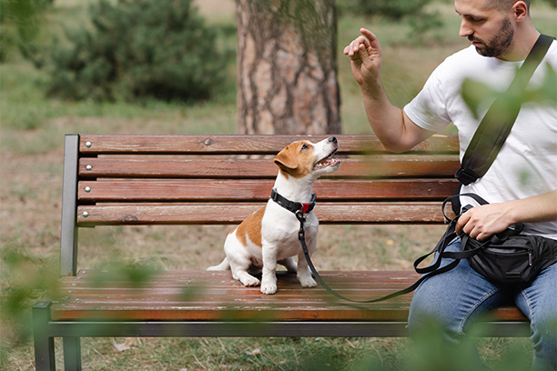 How to Get a Dog to Stop Biting is a common concern among dog owners who want to build a safe and positive relationship with their pets. Whether you have a playful puppy or an adult dog with unwanted biting habits, understanding the reason behind the behavior is the first step toward improvement. At Top Dog Training and Resort, we help dog owners address behavior challenges through structured training, patience, and positive reinforcement methods.