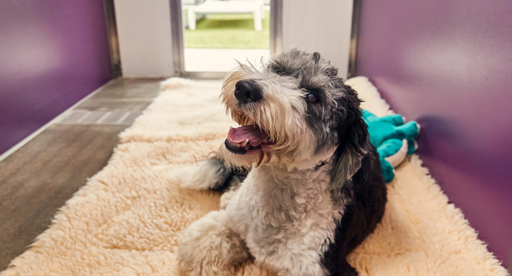 Finding the right dog boarding facility can make a big difference when you need reliable care for your dog while you are away. A good boarding experience should provide a safe environment, consistent daily routines, proper feeding, exercise, supervision, and attention to your dog's individual needs. Before choosing a facility, it is important to understand what boarding involves, what services may be available, and which factors can help you determine whether the facility is a suitable fit for your dog.