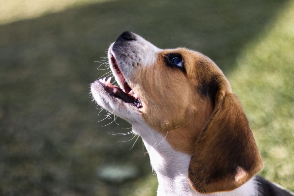 Howling is one of the many ways dogs communicate. Some dogs howl occasionally in response to sounds, while others may vocalize frequently when they are alone, excited, anxious, or seeking attention. This can leave owners wondering: can dogs control their howling, or is howling simply an instinctive behavior?