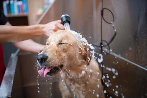 How to keep a dog clean between grooming visits does not mean giving your pet a full bath every few days. Simple care at home can help remove dirt, loose hair, and outdoor debris before they build up. Regular brushing and quick clean-ups can also help your dog stay fresh between professional grooming appointments.