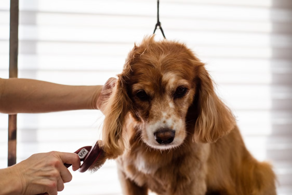 Choosing the right dog training program depends on your dog's behavior, training goals, daily routine, and the time you can dedicate to practice. Board and train dog training provides structured training while your dog stays with a trainer, whereas private dog training allows you and your dog to work directly with a trainer through individual sessions.