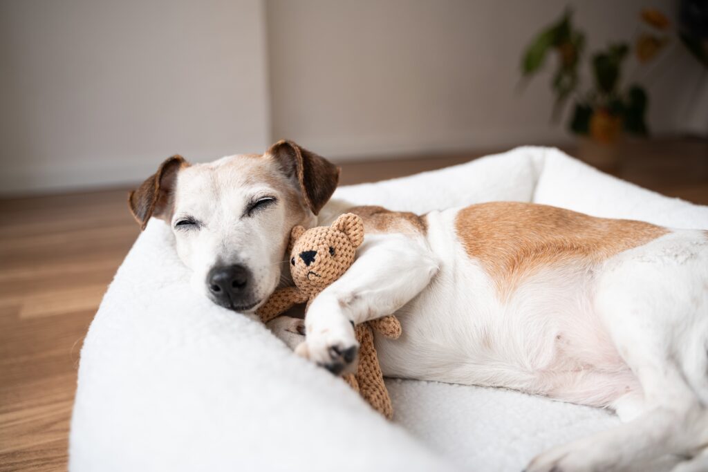 Choosing overnight care for your dog involves more than finding an available kennel. Mebane dog owners need to consider sleeping arrangements, exercise, supervision, training, grooming, transportation, routines, and how well a facility can accommodate an individual dog's needs.
